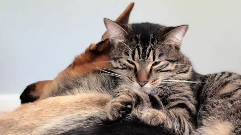A tabby cat and a German shepherd are unlikely fur friends on TikTok.