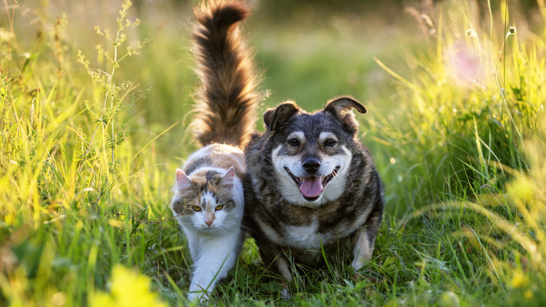 A small dog and a cat walk through the grass together.