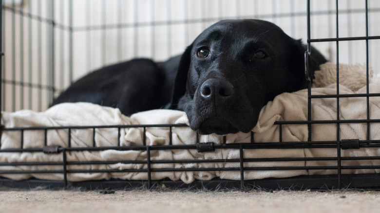 A Labrador retriever snoozing in a crate