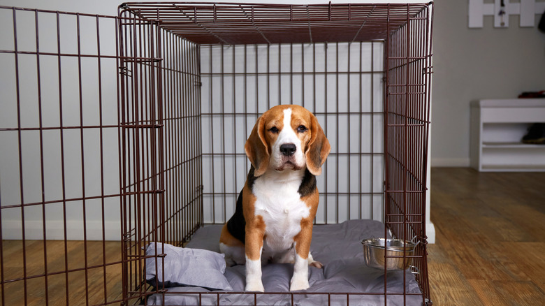 Beagle sitting inside wire crate.