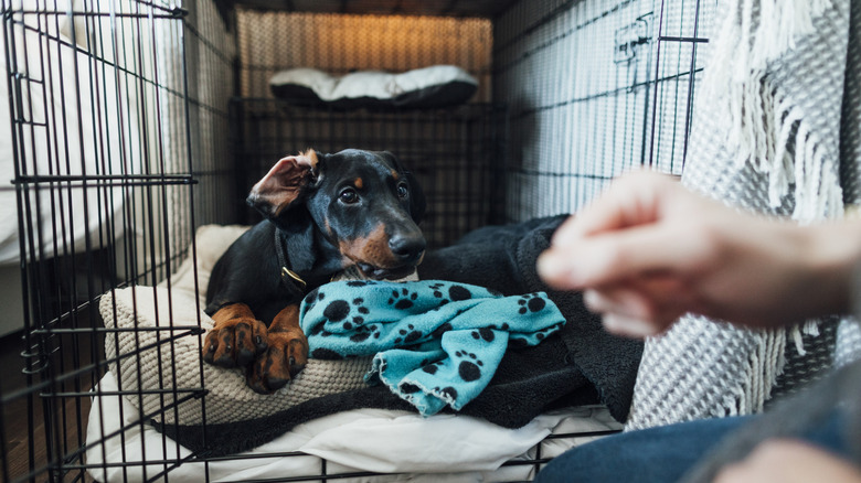 Dachshund in crate watching a person's hand during training.