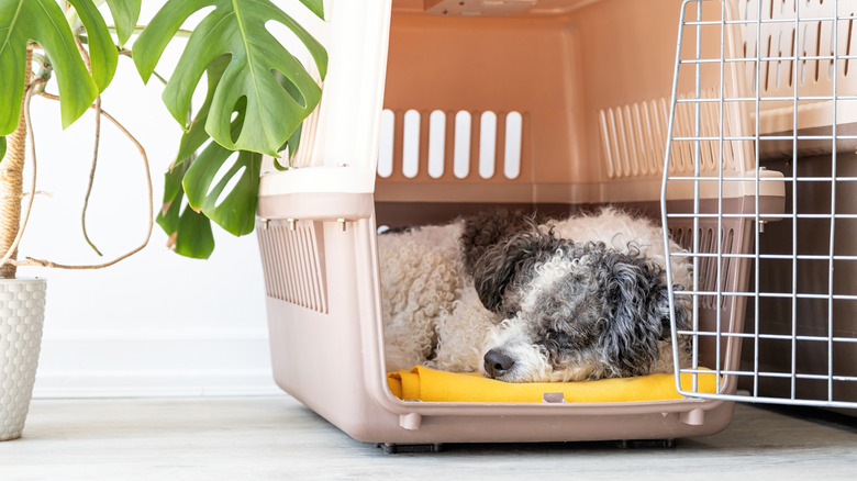 A Bichon Frise sleeping in a crate next to a potted plant