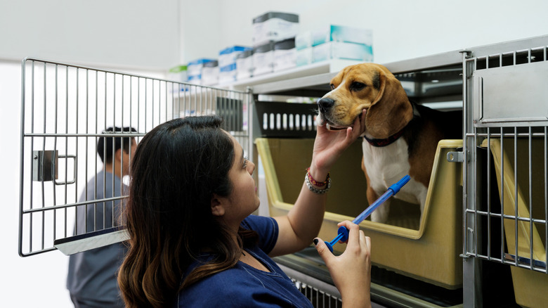 Vet tech giving a pill to a Beagle inside a clinic crate.