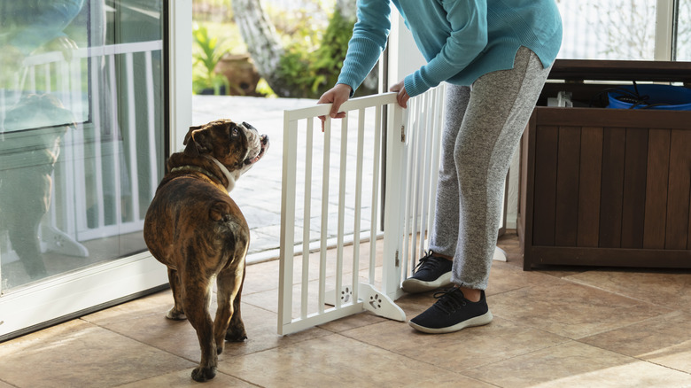 Lady putting up doggy gate with her English bulldog nearby