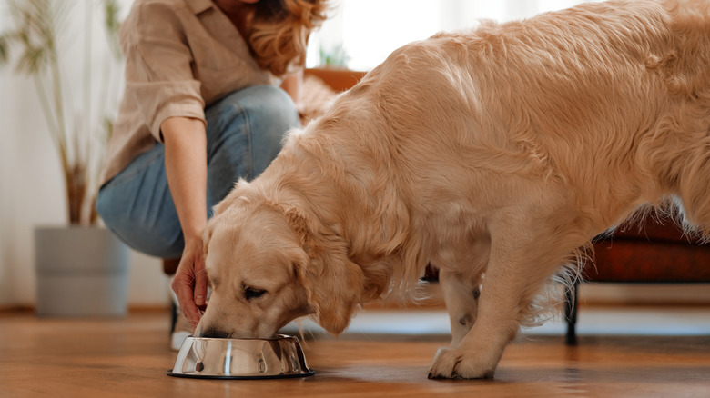 Lady feeding golden retriever in living room