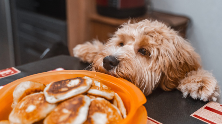 Dog with paws on table, begging for food as it's nose nears bowl with food in it