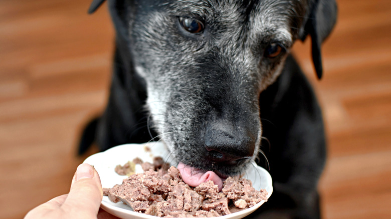 Senior dog eating soft food from plate
