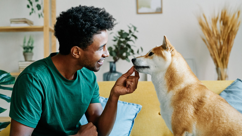 Man giivng his Shiba inu a treat in living room