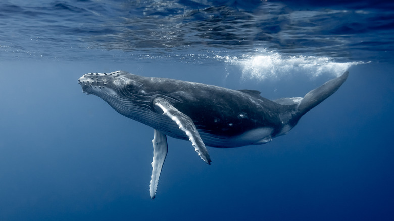 Underwater shot of humpback whale