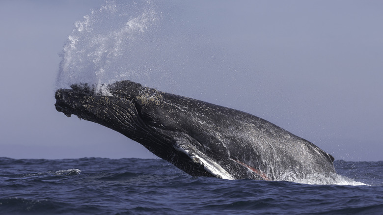 Entangled humpback whale breaching in waters near California