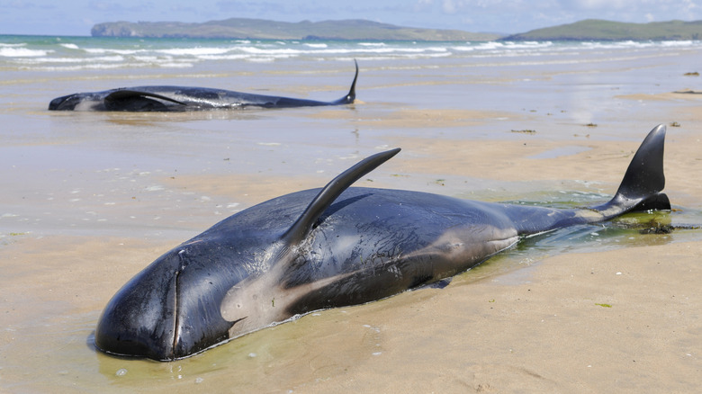 Two beached whales