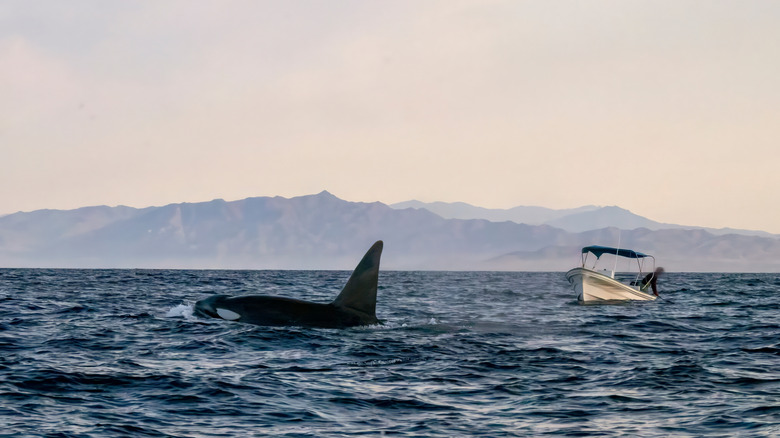 Orcas (killer whales) near boat in Mexico