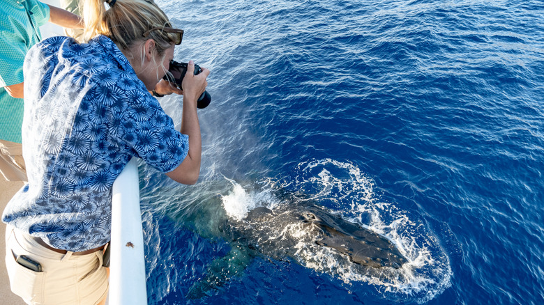 Woman taking photos of humpback whale from boat