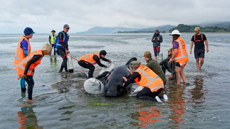 Rescue team helping a beached whale
