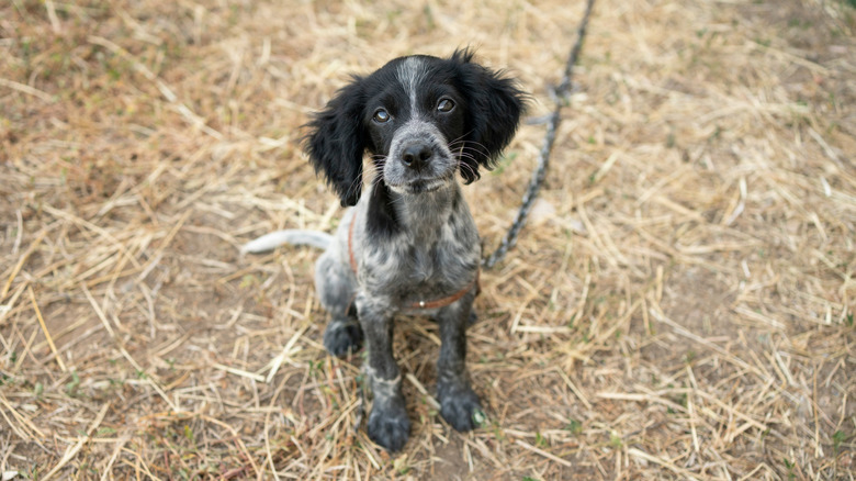 A sad looking dog outside chained up