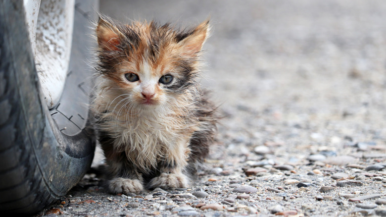A dirty kitten outside on the street beside a car tire