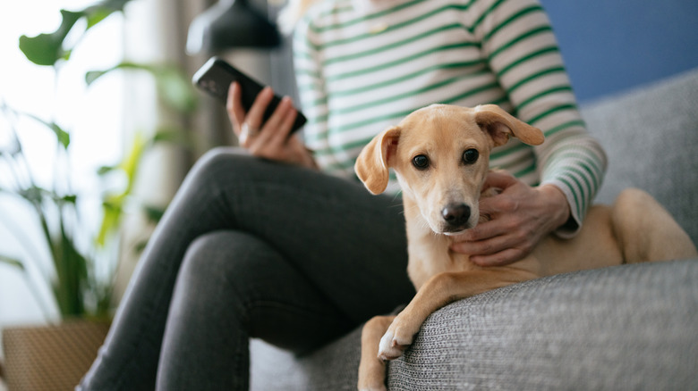 A woman on her phone as she hold her dog that rests by her side