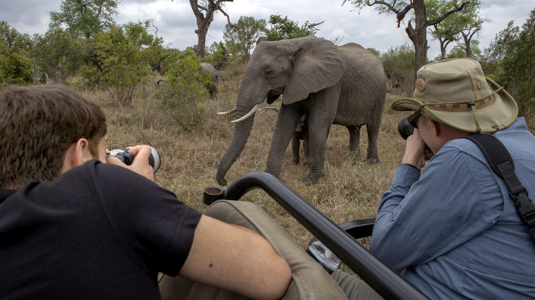 People photographing an elephant.