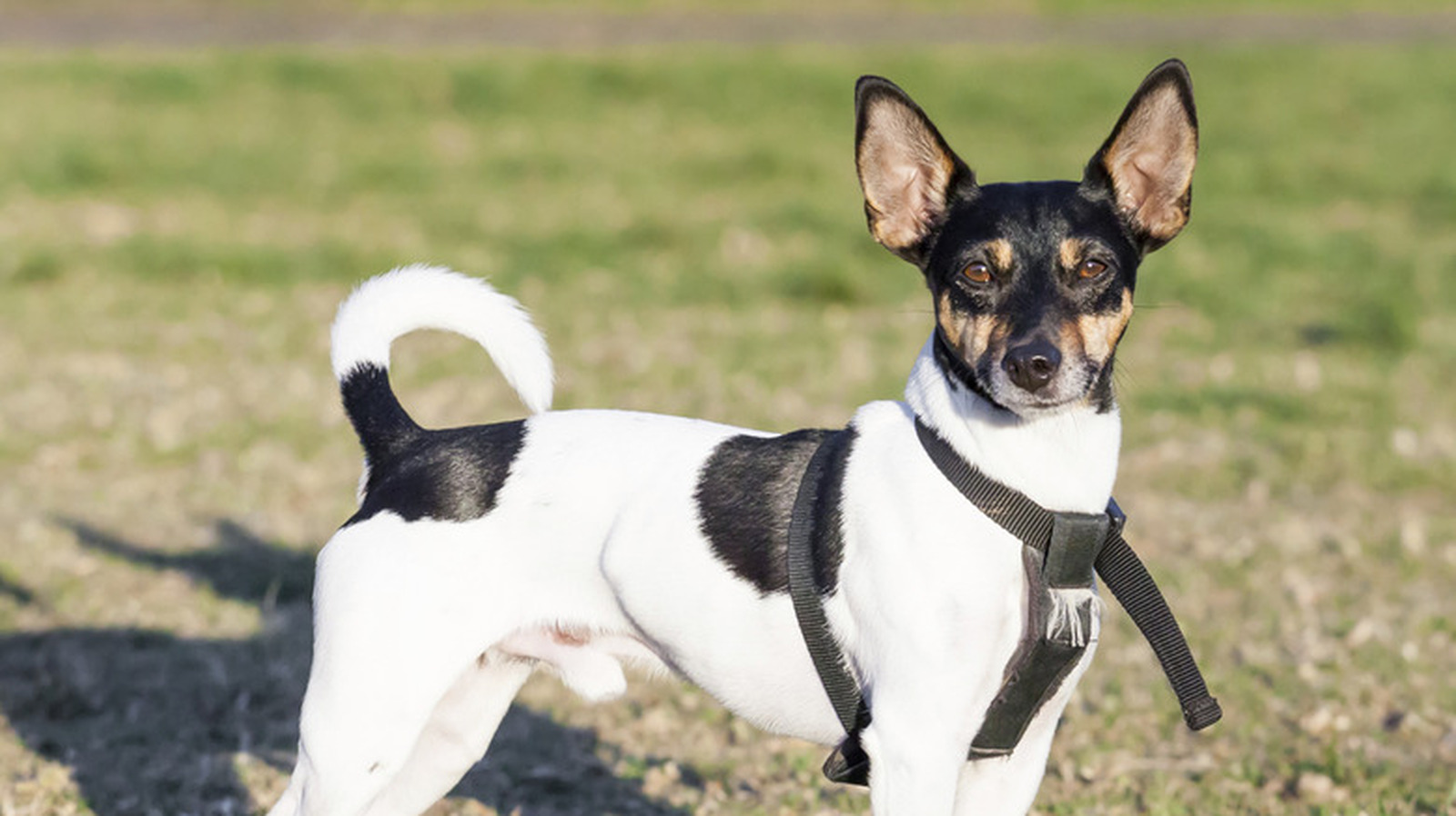 Dog Breed Chihuahua Intelligence Chihuahua Mix Rat Terrier
