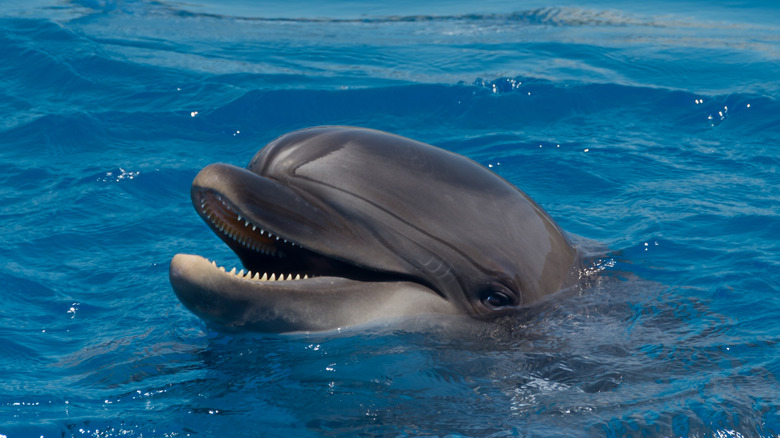 Happy dolphin face peeking out of the water