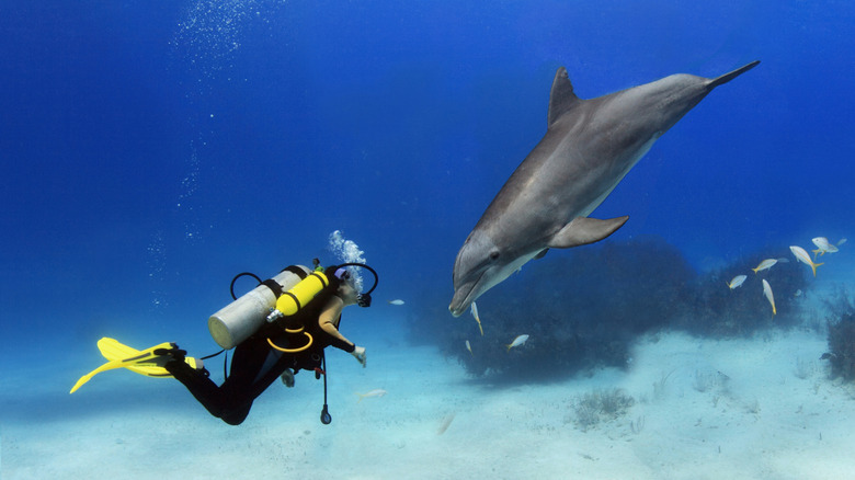 Scuba diver and dolphin facing each other underwater