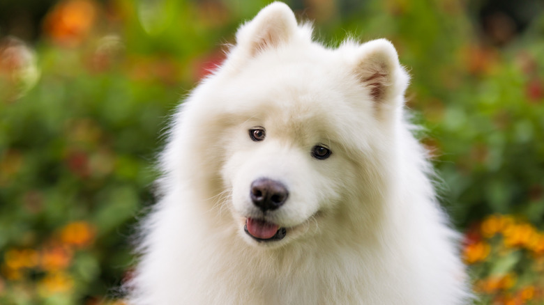 A fluffy white Samoyed dog looking cute.