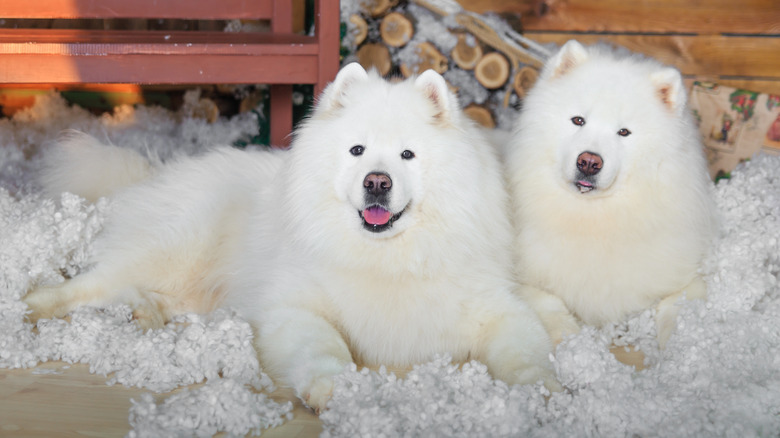 Two Samoyed dogs posing together in an outdoor setting.