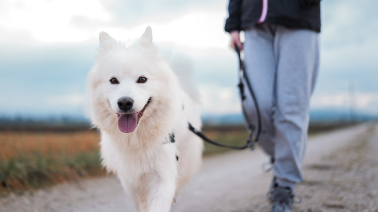 A Samoyed on a walk.