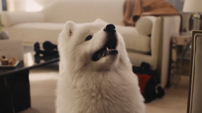 Happy-looking Samoyed dog named Wendy