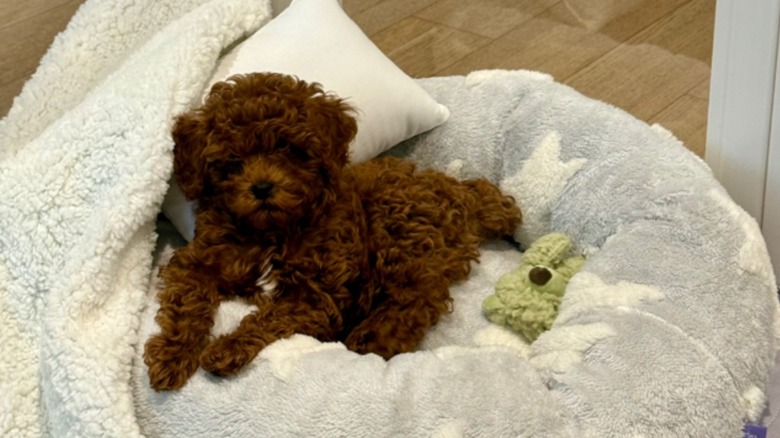 Teacup goldendoodle lying on dog bed