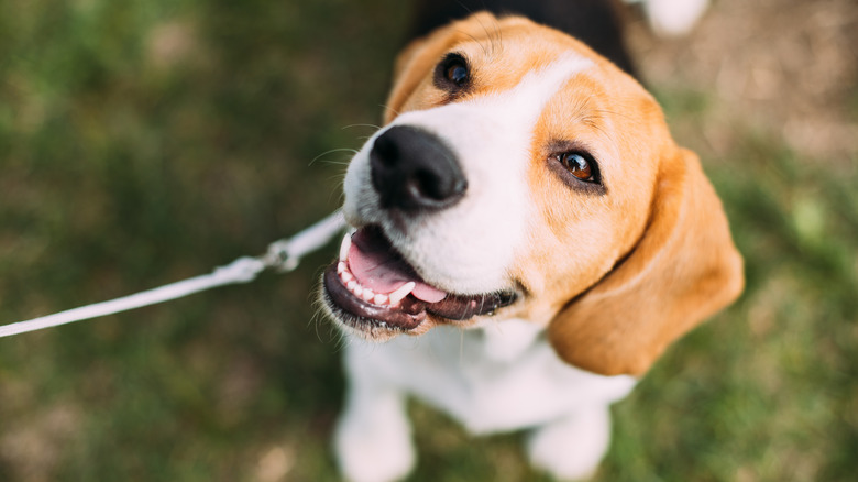 Cute dog smiling at its owner while on a walk.