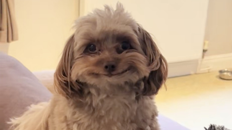 Adorable pomapoo dog from TikTok has the cutest human smile.