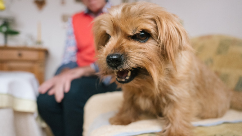 Small angry dog growling at camera