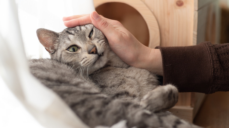 Cat looking unhappy about person petting it