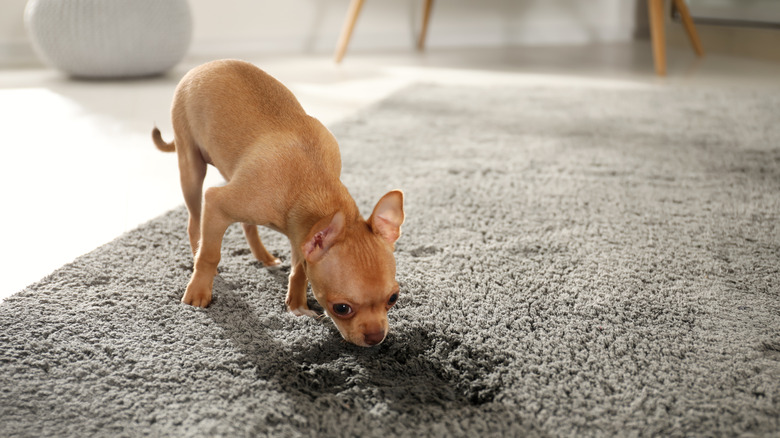Chihuahua sniffing wet spot on carpet in living room