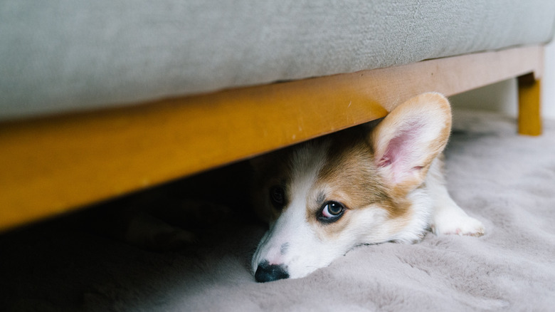 Scared corgi hiding under sofa