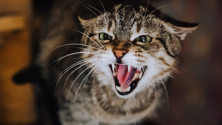 Angry cat hissing