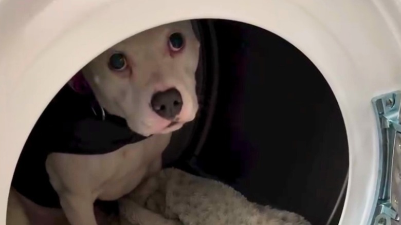 Pit bull hides inside of a dryer.