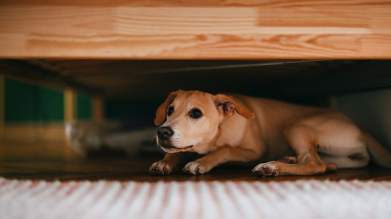 Terrified little dog lying on the floor below bed.