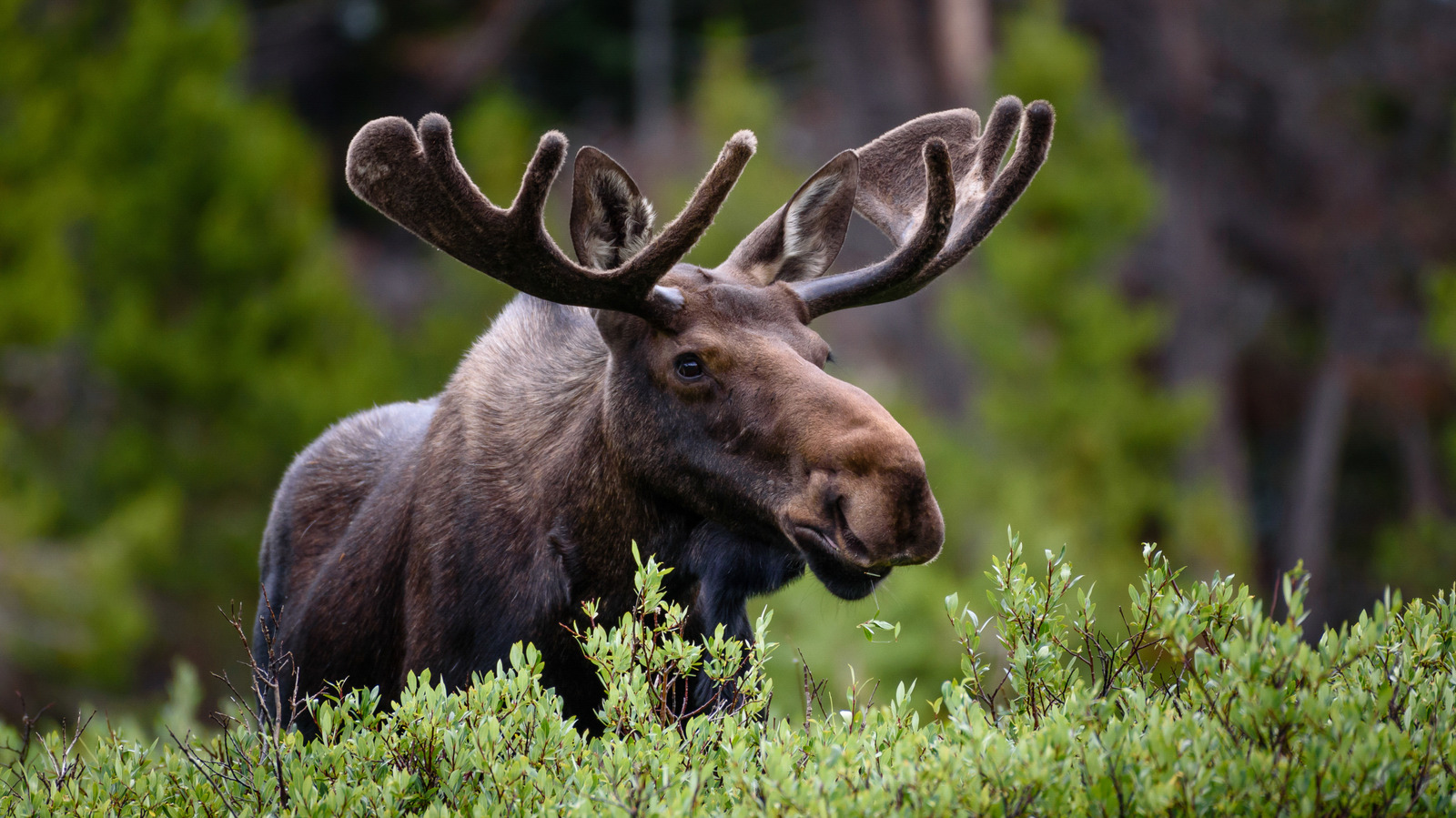 The 1 Thing You Should Never Do If You See A Moose