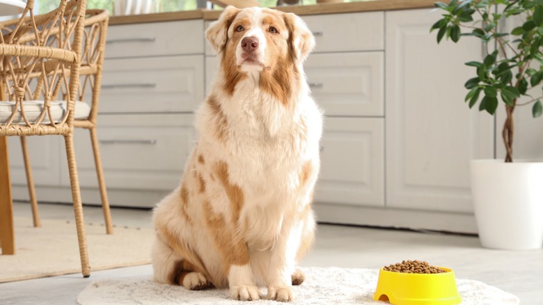 An Australian shepherd sitting next to a yellow bowl filled with dry dog food