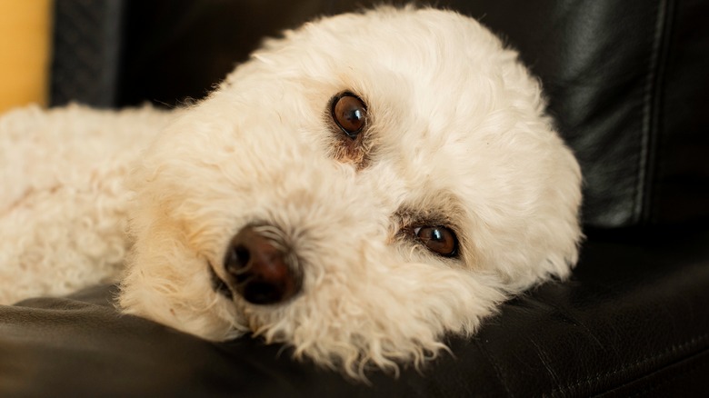 A bichon frise lying on its side on black leather armchair.