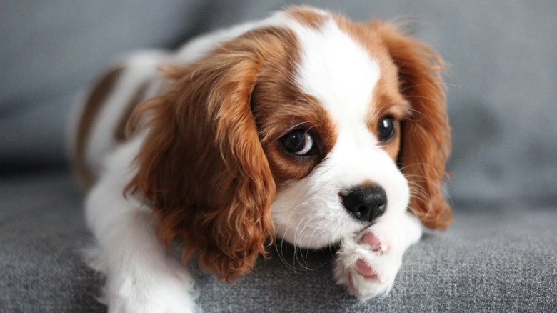 A Cavalier King Charles spaniel puppy lying on a gray couch