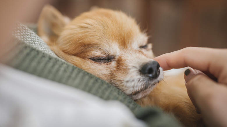 A sleeping chihuahua resting in a woman's arms