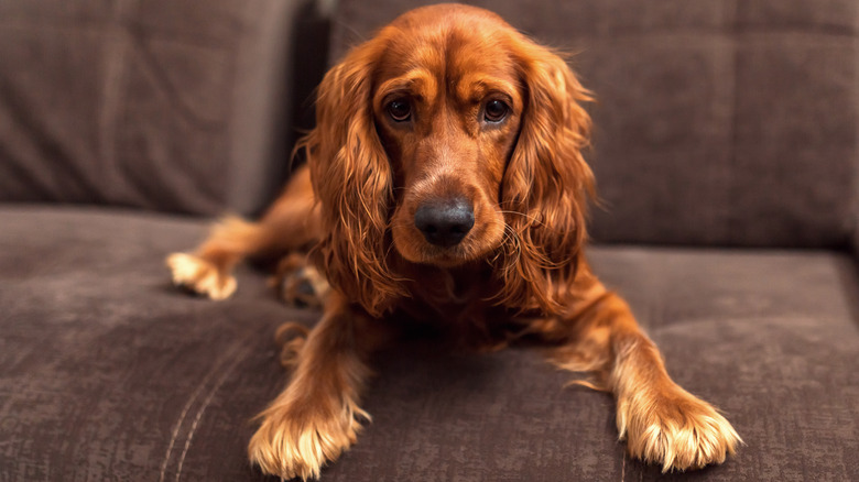 A cocker spaniel sitting on a couch