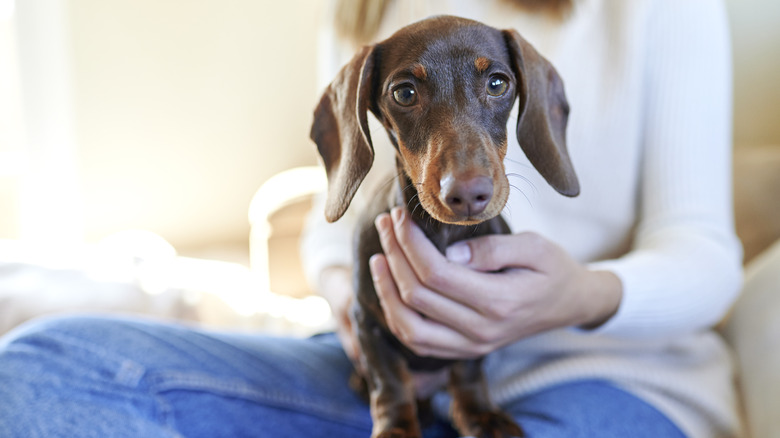 A woman in a white sweater holding a dachshund on her lap