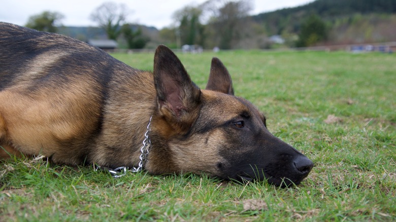 A german shepherd with a chain collar lying in a grassy field