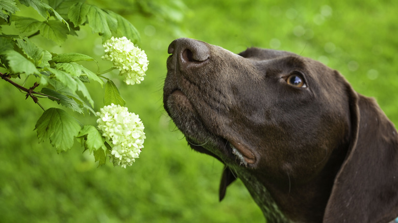 A brown German shorthaired pointed sniffing two white flowers