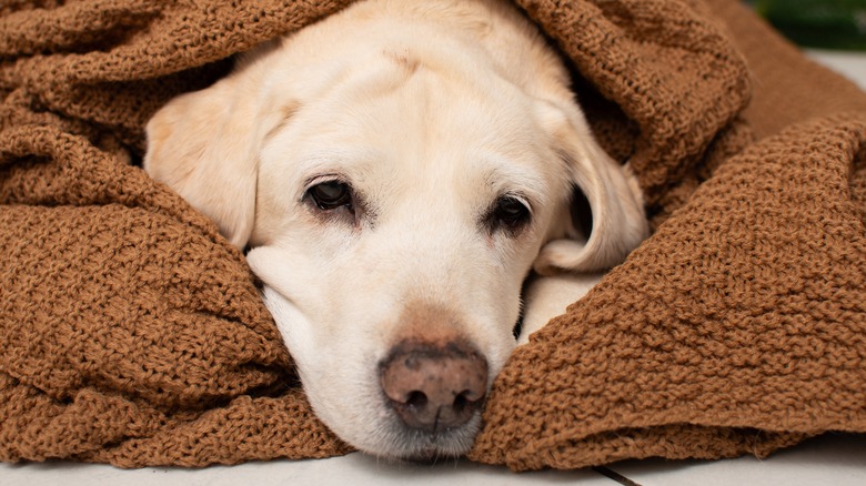 A labrador retriever lying on a tile floor under a brown blanket