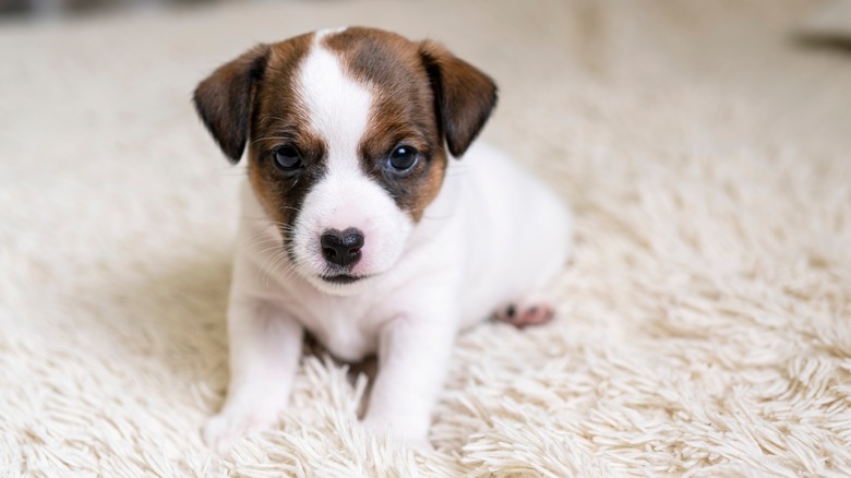 A Jack Russell terrier puppy lying on soft white carpet